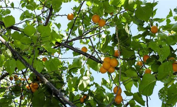 杏树裂果