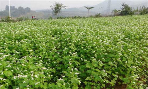 荞麦种植