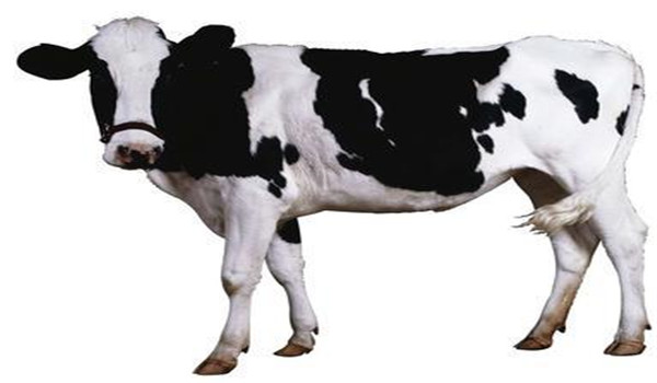 牛群结构