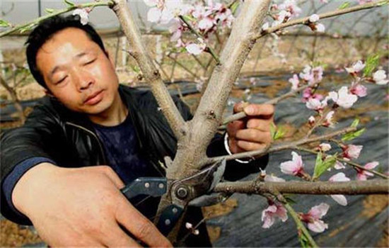 桃树盛果期修剪
