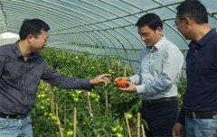 影响农作物根部对养分吸收的因素有哪些?