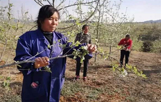 果树坐不住果的原因