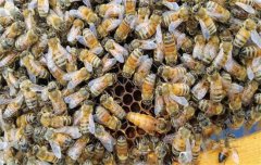 蜜蜂疾病的治疗和预防、治疗措施