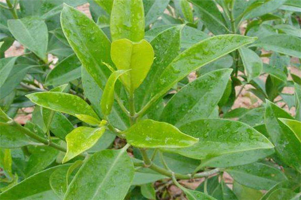 非洲茉莉的观赏特征