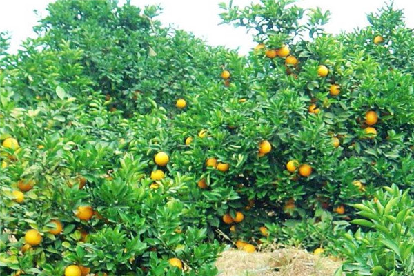 脐橙幼年树施肥方法
