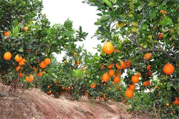 脐橙初结果树施肥方法