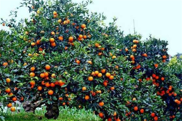 脐橙壮年果树施肥方法