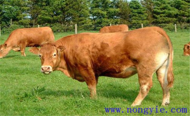利木赞牛的生产性能及养殖技术要点