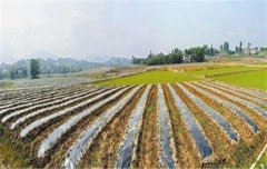 麦田防除杂草应注意哪些安全用药技术?