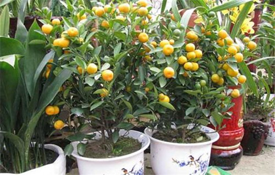 金橘盆栽如何施肥