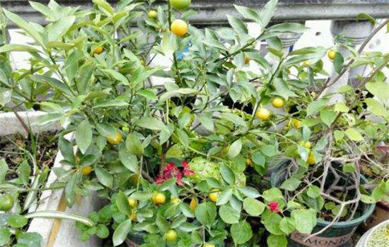 金橘盆栽的病虫害防治