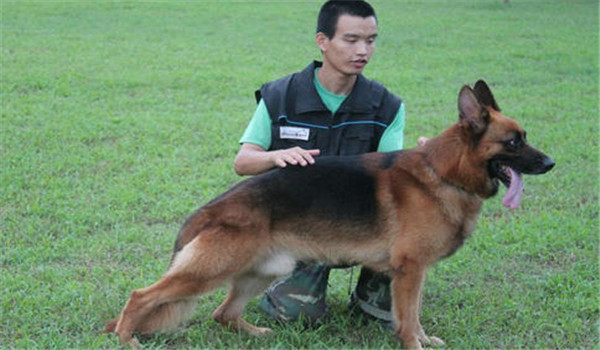 因犬制宜，区别对待