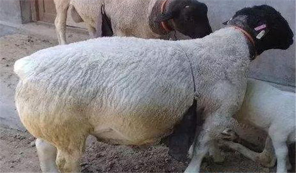 怀孕母羊的饲养管理措施
