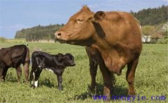 一头牛大概有多少斤、一头牛能出多少斤肉？