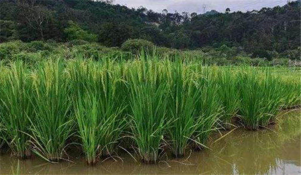 水稻产量的95％以上来自光合作用