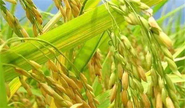 高产水稻的光合产物