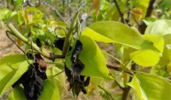 梨茎蜂用什么药防治