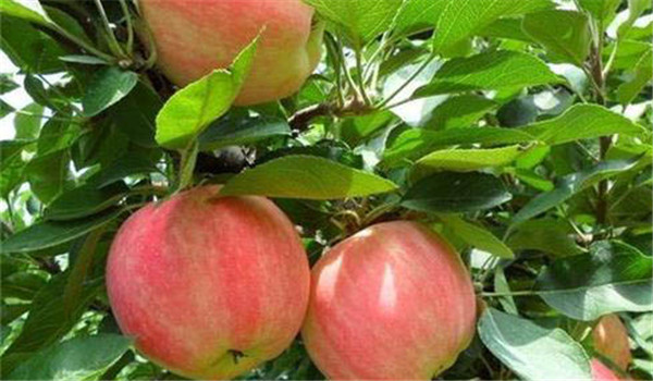 苹果褐斑病的预防方法