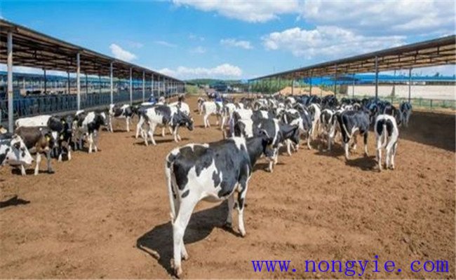 奶牛健康养殖涉及哪些环节