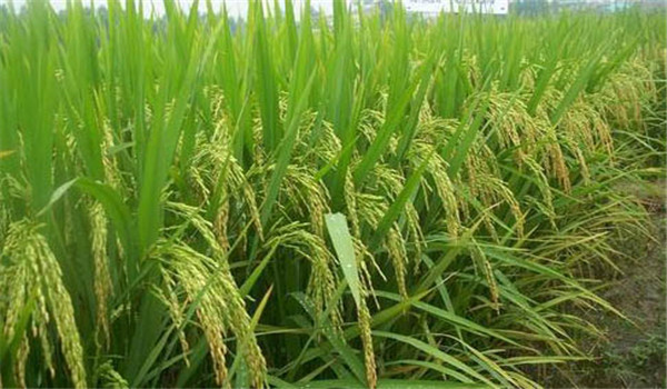 杂交水稻需肥特点