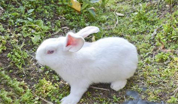 母兔自由采食