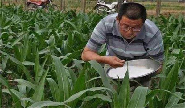 玉米追肥方法