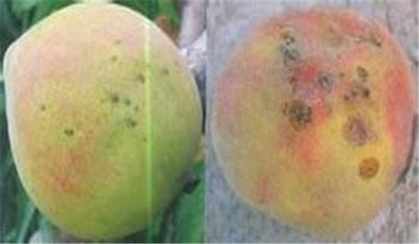 桃树疮痂病的防治方法