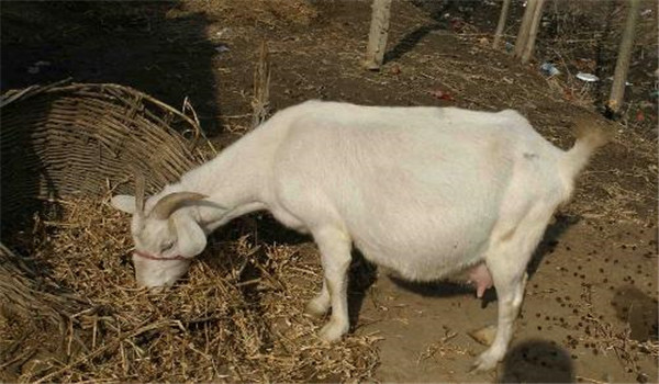 妊娠母羊的饲养管理