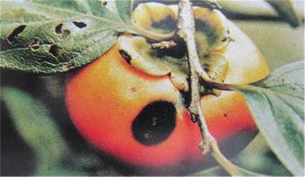 柿树炭疽病的防治方法