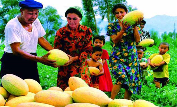 哈密瓜在新疆的分布地区