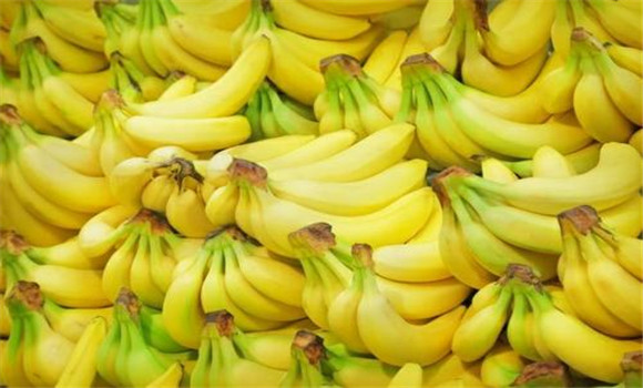 香蕉的生物学特点