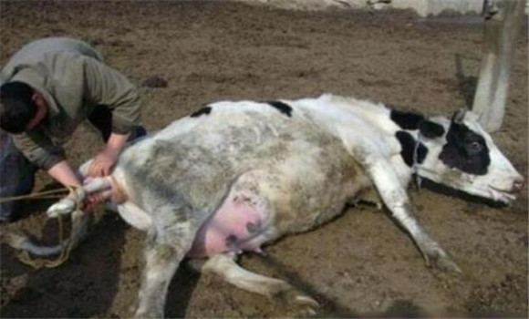 奶牛生产瘫痪的症状