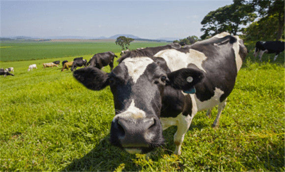 奶牛生产瘫痪预防要点