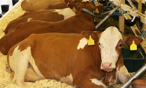 奶牛生产瘫痪治疗案例