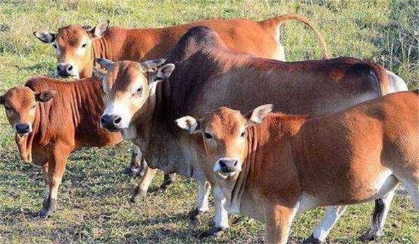 预防牛流产的要点
