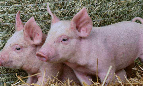 猪传染性胃肠炎的防治原则