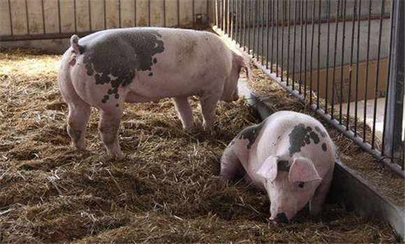 猪有机磷中毒治疗案例