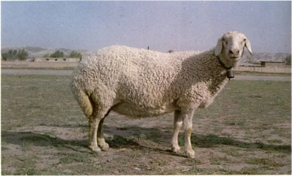 羊前胃弛缓的发病原因