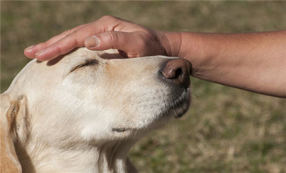 犬疥螨病治疗方法