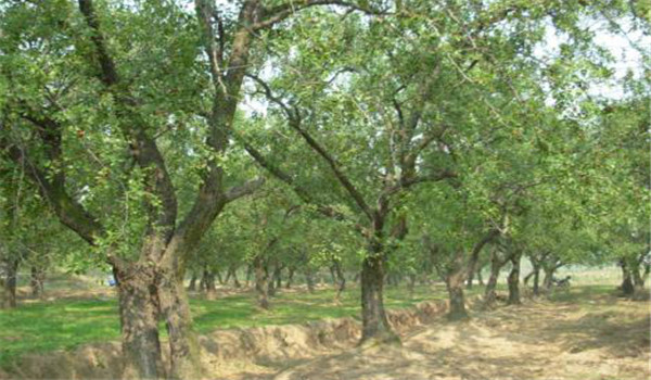 枣树对土壤条件要求