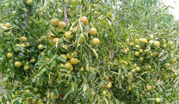枣树生长对温度的要求