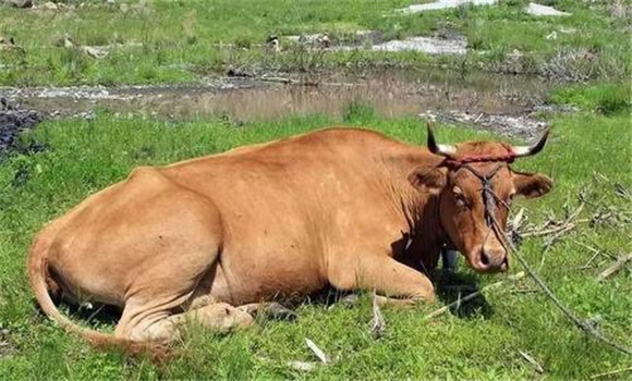 牛创伤性网胃腹膜炎的临床特征