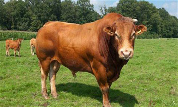 牛创伤性网胃腹膜炎如何治疗
