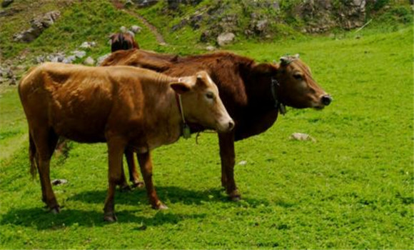 牛创伤性网胃腹膜的预防方法