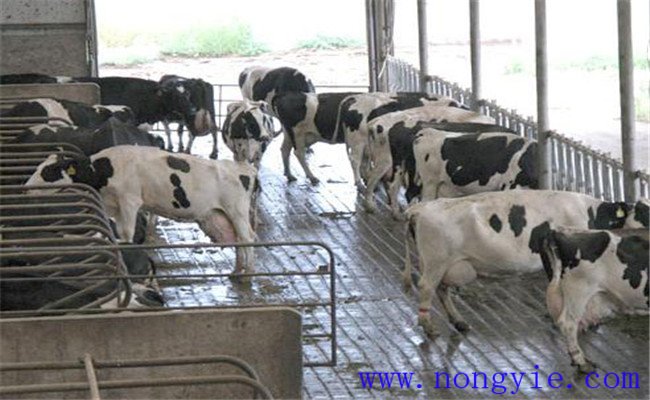 奶牛中暑的临床症状