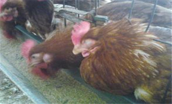 鸡慢性呼吸道病的主要症状