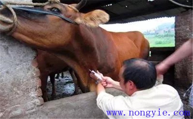 牛囊胃酸中毒的症状与治疗方法