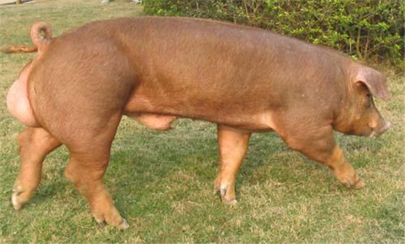 杜洛克猪的形态