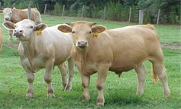 12～18月龄育成母牛饲养管理