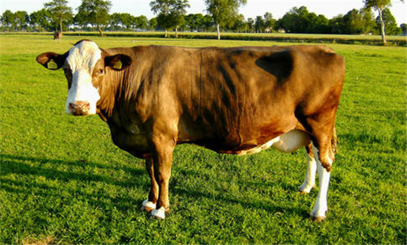 18～24月龄育成母牛饲养管理